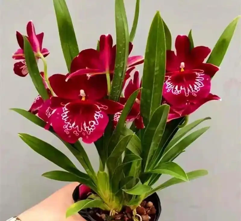 十大最「驚豔」室內開花植物,冬天也能讓家裡花香滿屋