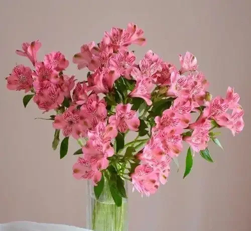 十大最「驚豔」室內開花植物,冬天也能讓家裡花香滿屋