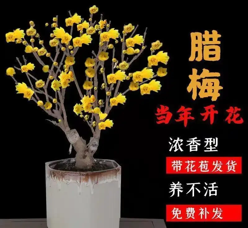 十大最「驚豔」室內開花植物,冬天也能讓家裡花香滿屋