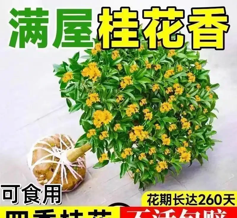 2026盤點:十大最震撼庭院花樹,一棵就能撐起整個花園的顏值