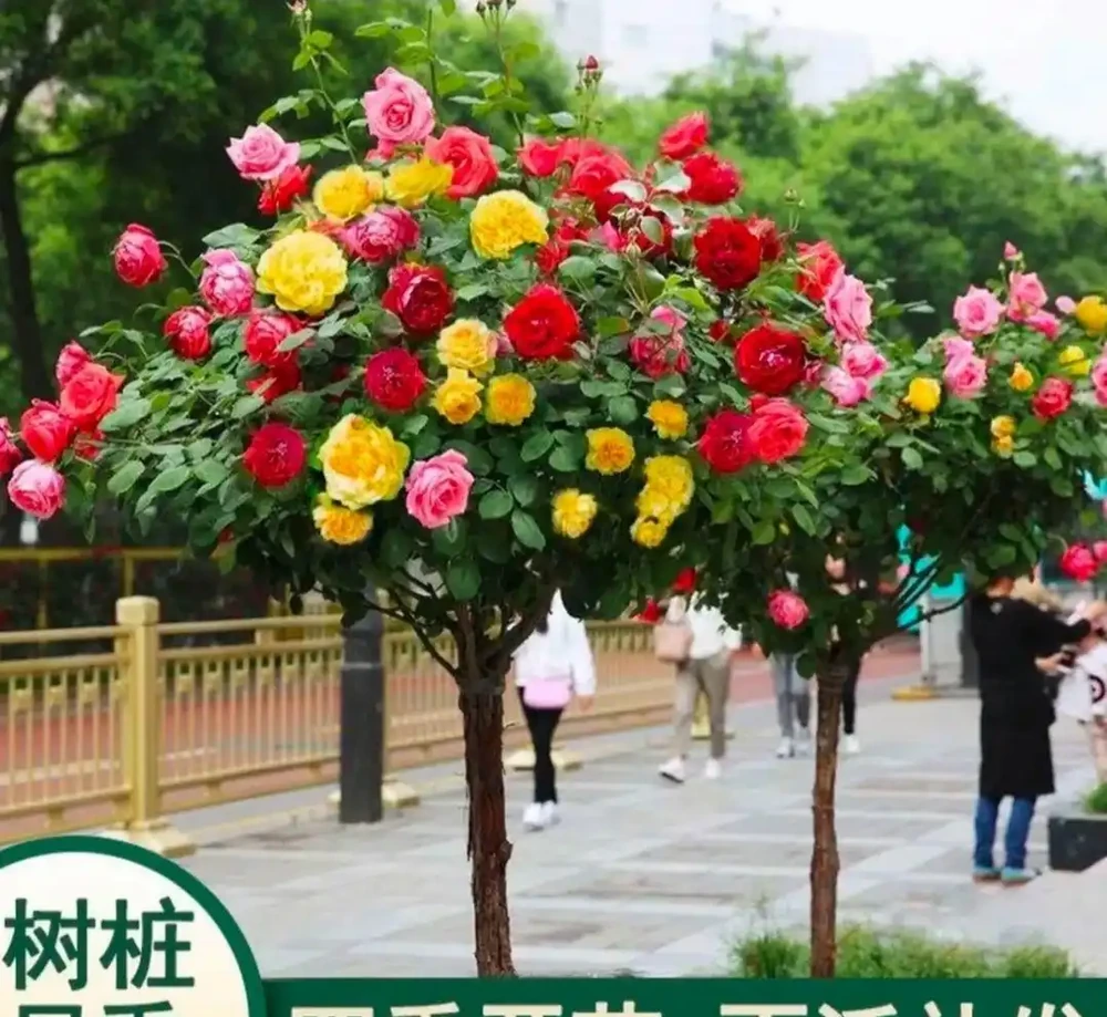 2026盤點:十大最震撼庭院花樹,一棵就能撐起整個花園的顏值