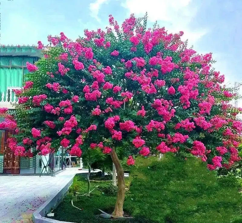 2026盤點:十大最震撼庭院花樹,一棵就能撐起整個花園的顏值