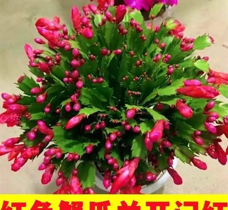 十大最「驚豔」室內開花植物,冬天也能讓家裡花香滿屋