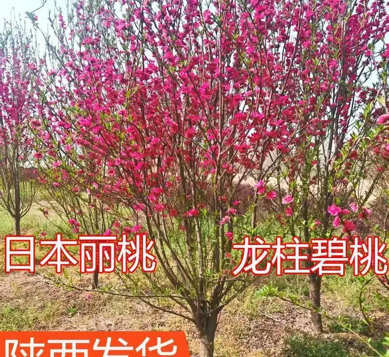 2026盤點:十大最震撼庭院花樹,一棵就能撐起整個花園的顏值