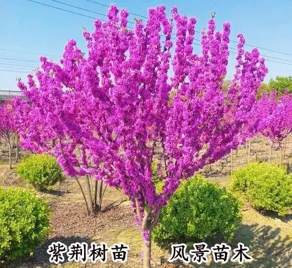 2026盤點:十大最震撼庭院花樹,一棵就能撐起整個花園的顏值