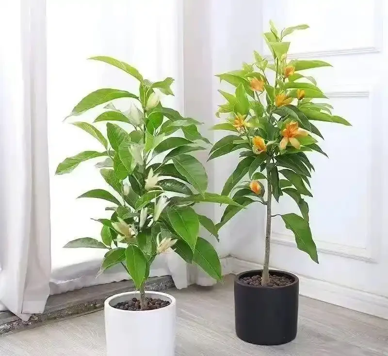 2026盤點:十大最震撼庭院花樹,一棵就能撐起整個花園的顏值