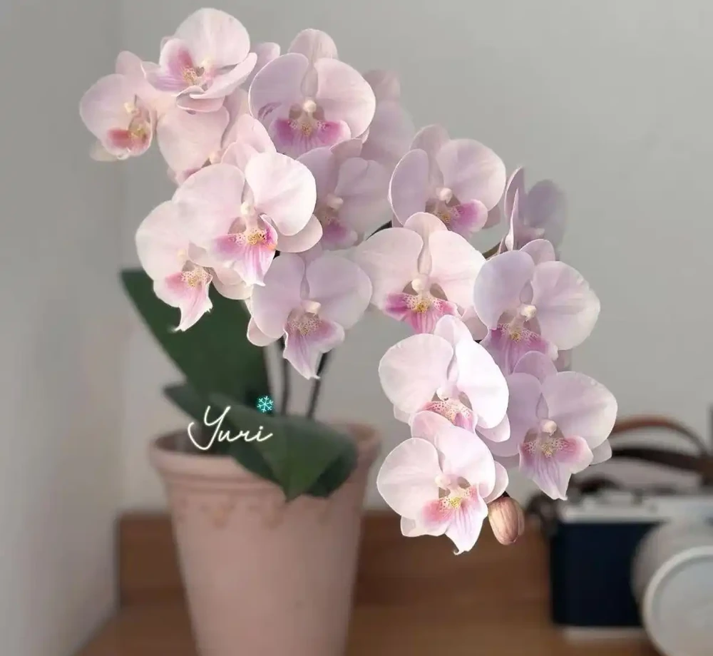 十大最「驚豔」室內開花植物,冬天也能讓家裡花香滿屋