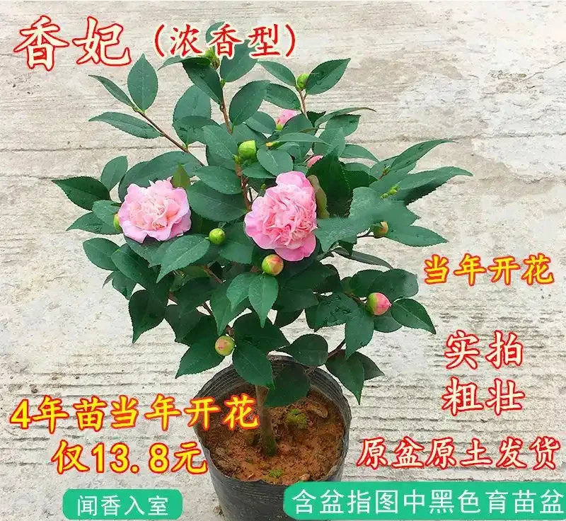 十大最「驚豔」室內開花植物,冬天也能讓家裡花香滿屋