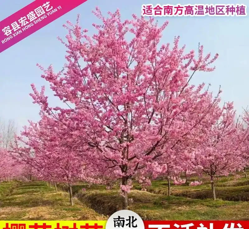 2026盤點:十大最震撼庭院花樹,一棵就能撐起整個花園的顏值