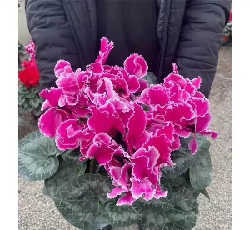 十大最「驚豔」室內開花植物,冬天也能讓家裡花香滿屋