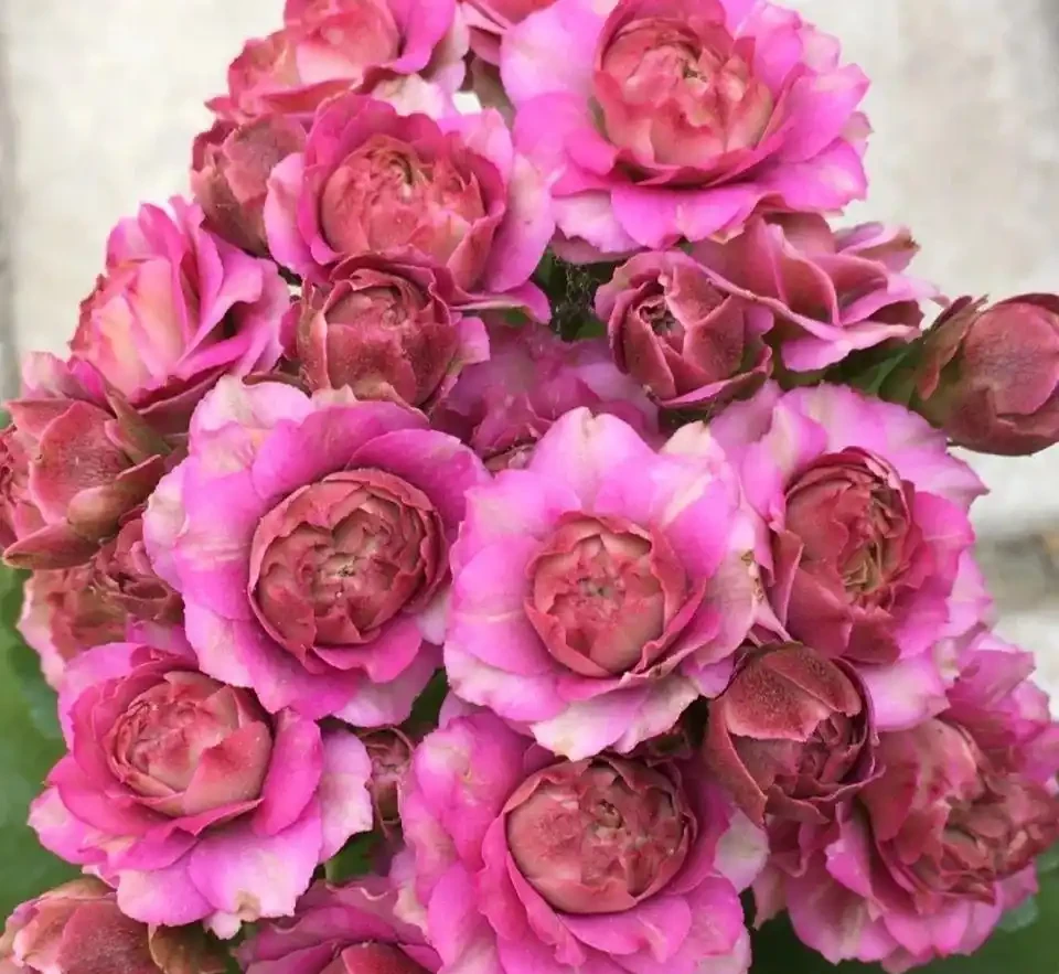 十大最「驚豔」室內開花植物,冬天也能讓家裡花香滿屋
