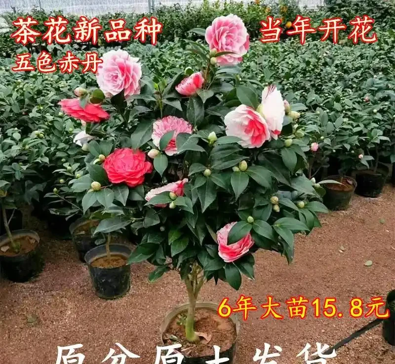 2026盤點:十大最震撼庭院花樹,一棵就能撐起整個花園的顏值