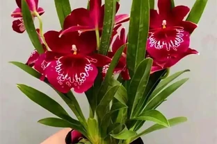 十大最「驚豔」室內開花植物，冬天也能讓家裡花香滿屋