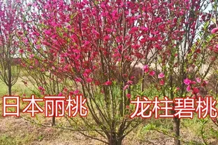 2026盤點：十大最震撼庭院花樹，一棵就能撐起整個花園的顏值