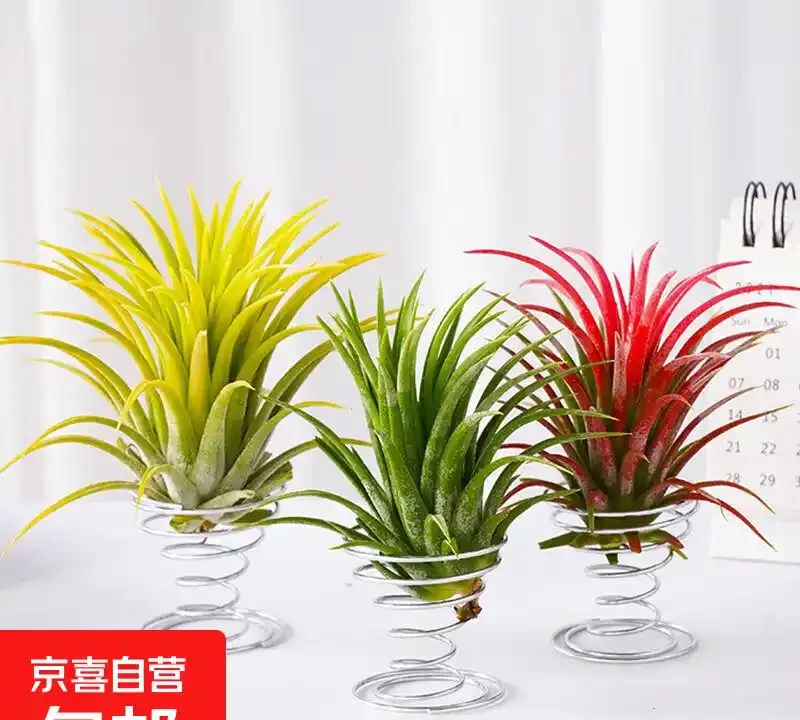 治癒系！十大「最治癒」小型盆栽，書桌上的迷你森林
