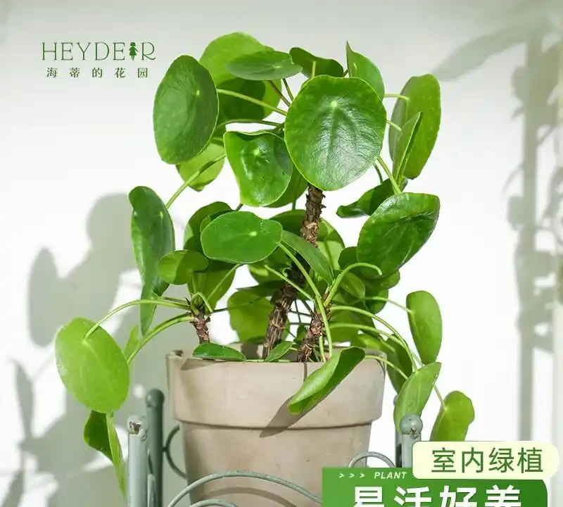 治癒系！十大「最治癒」小型盆栽，書桌上的迷你森林