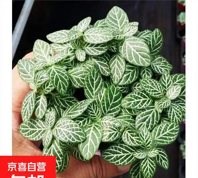 治癒系！十大「最治癒」小型盆栽，書桌上的迷你森林