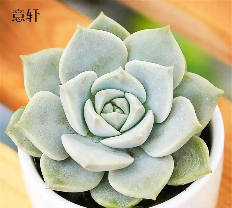 治癒系！十大「最治癒」小型盆栽，書桌上的迷你森林