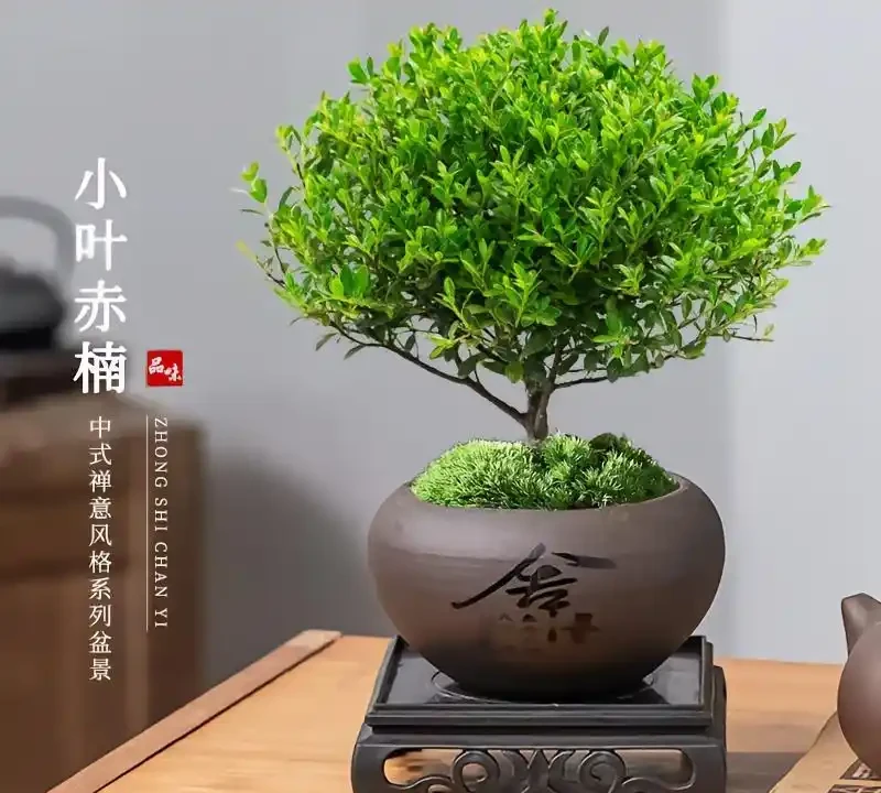治癒系！十大「最治癒」小型盆栽，書桌上的迷你森林