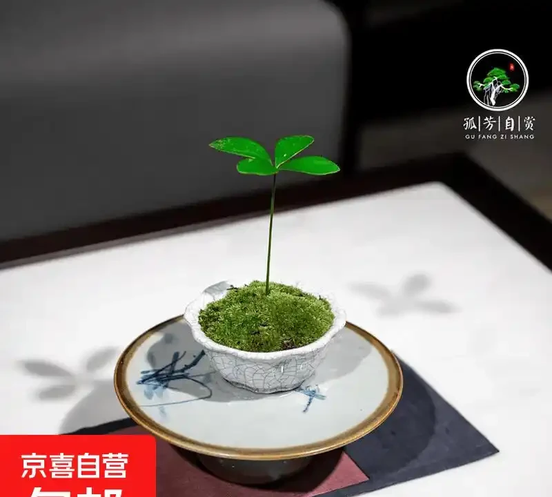 治癒系！十大「最治癒」小型盆栽，書桌上的迷你森林