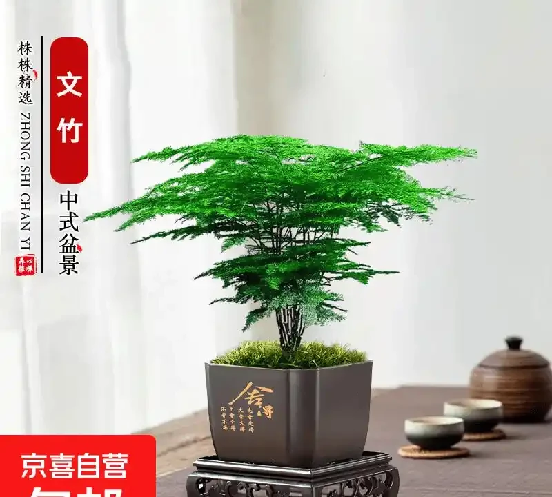 治癒系！十大「最治癒」小型盆栽，書桌上的迷你森林