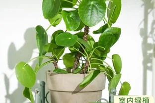治癒系！十大「最治癒」小型盆栽，書桌上的迷你森林