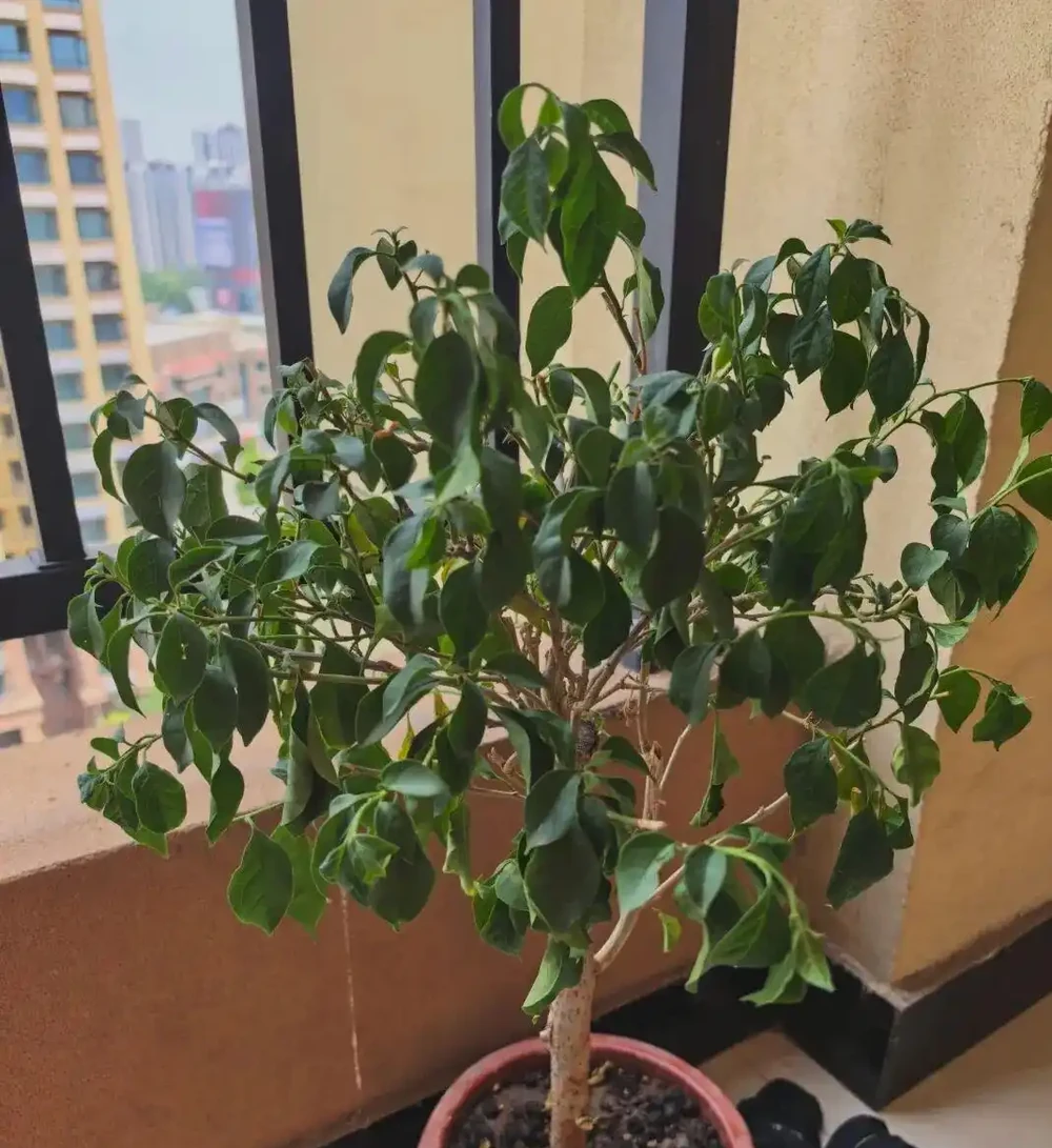九重葛葉子突然打捲髮蔫,原因有五個,老花農教你快速解救