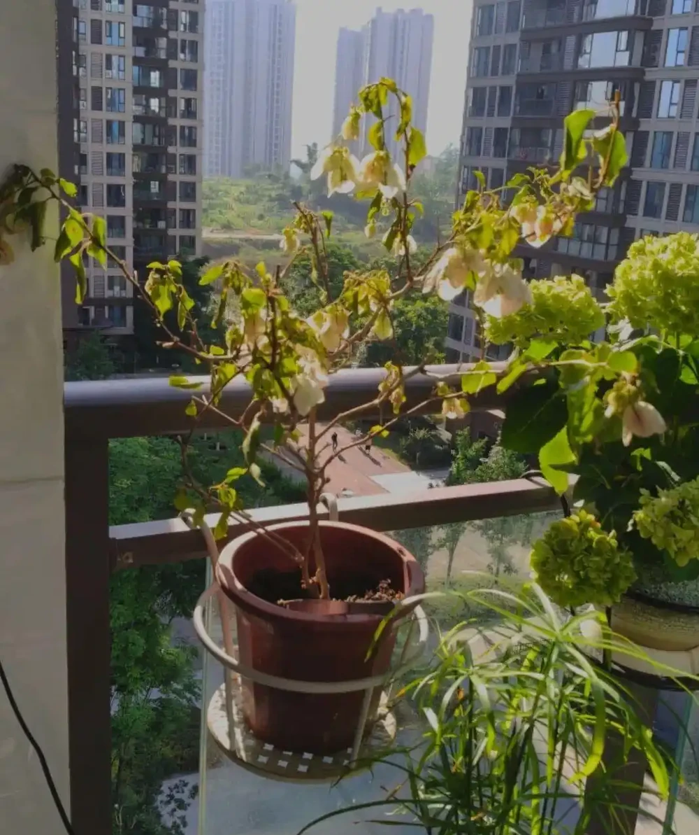 九重葛葉子突然打捲髮蔫,原因有五個,老花農教你快速解救