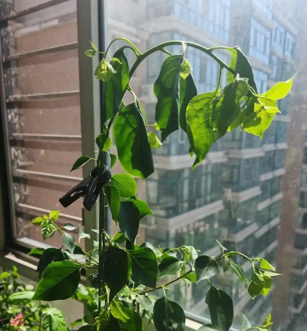 九重葛葉子突然打捲髮蔫,原因有五個,老花農教你快速解救