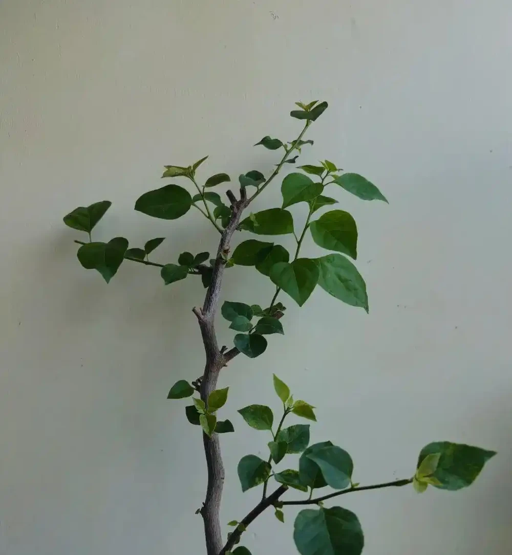 九重葛葉子突然打捲髮蔫,原因有五個,老花農教你快速解救