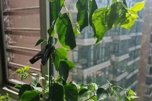 九重葛葉子突然打捲髮蔫，原因有五個，老花農教你快速解救
