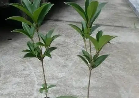 別再給木樨用發根粉了!老花農親授「控水催花」法,花苞冒不停