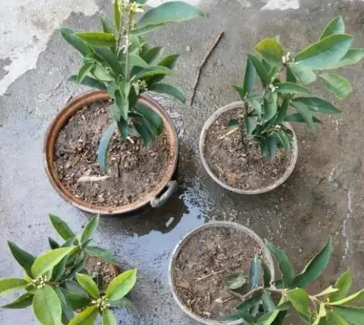別再給木樨用發根粉了!老花農親授「控水催花」法,花苞冒不停