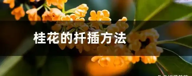 別再給木樨用發根粉了!老花農親授「控水催花」法,花苞冒不停