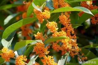 別再給木樨用發根粉了！老花農親授「控水催花」法，花苞冒不停
