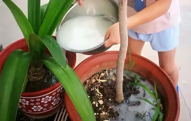 淘米水澆花到底有沒有用?把發酵和稀釋搞明白,別直接倒