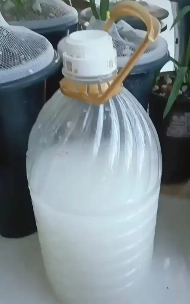 淘米水澆花到底有沒有用?把發酵和稀釋搞明白,別直接倒