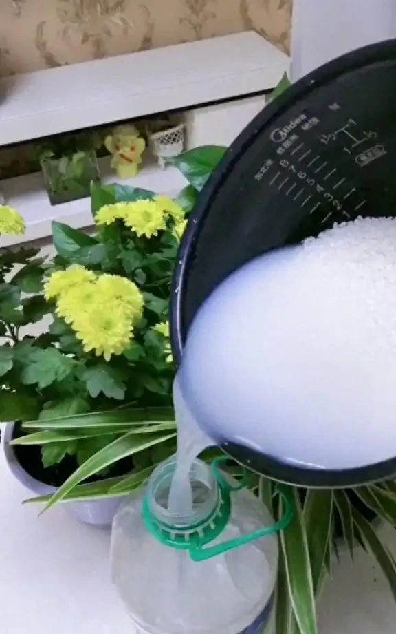 淘米水澆花到底有沒有用?把發酵和稀釋搞明白,別直接倒