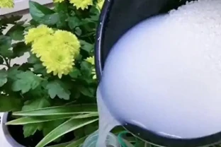 淘米水澆花到底有沒有用？把發酵和稀釋搞明白，別直接倒