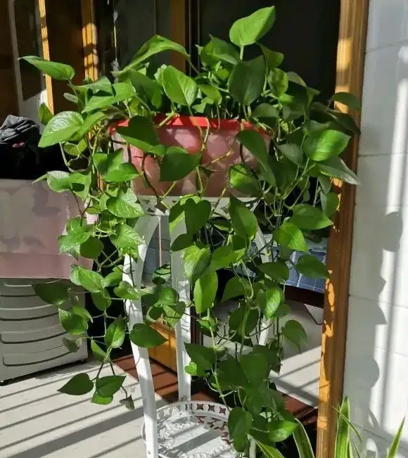 黃金葛就是「抽水機」,1天就要澆一次,長得快,消耗的水也多!