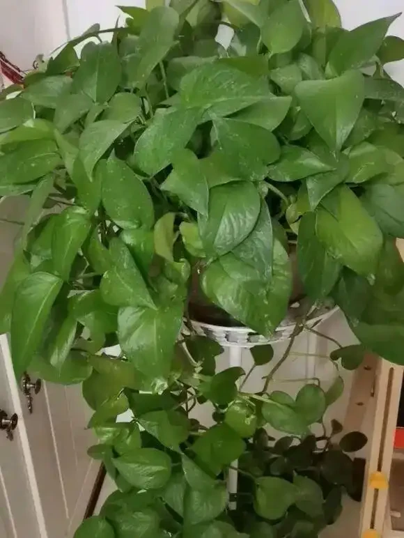 黃金葛就是「抽水機」,1天就要澆一次,長得快,消耗的水也多!