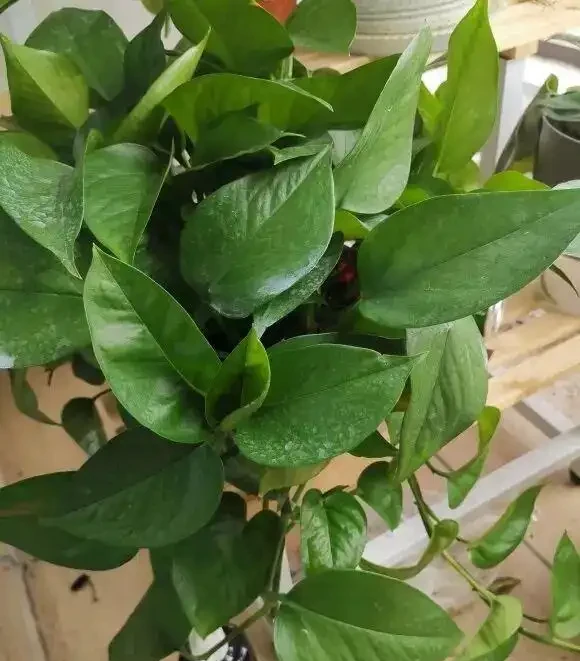 黃金葛就是「抽水機」,1天就要澆一次,長得快,消耗的水也多!