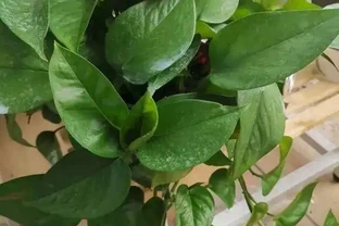 黃金葛就是「抽水機」，1天就要澆一次，長得快，消耗的水也多！
