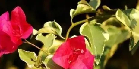 葉子打卷就是腐根前兆!弄懂九重葛髮捲發蔫5大原因,黃葉僵苗全解救