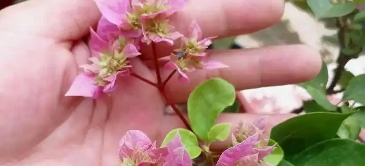 葉子打卷就是腐根前兆!弄懂九重葛髮捲發蔫5大原因,黃葉僵苗全解救