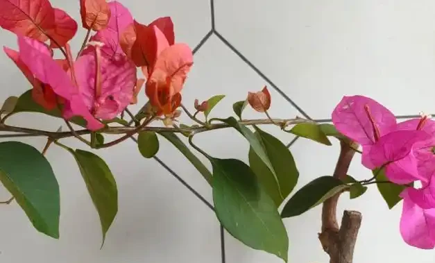 葉子打卷就是腐根前兆!弄懂九重葛髮捲發蔫5大原因,黃葉僵苗全解救
