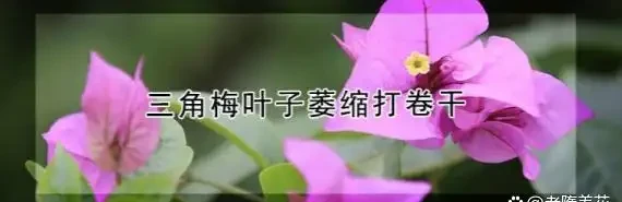 葉子打卷就是腐根前兆!弄懂九重葛髮捲發蔫5大原因,黃葉僵苗全解救
