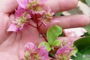 葉子打卷就是腐根前兆！弄懂九重葛髮捲發蔫5大原因，黃葉僵苗全解救