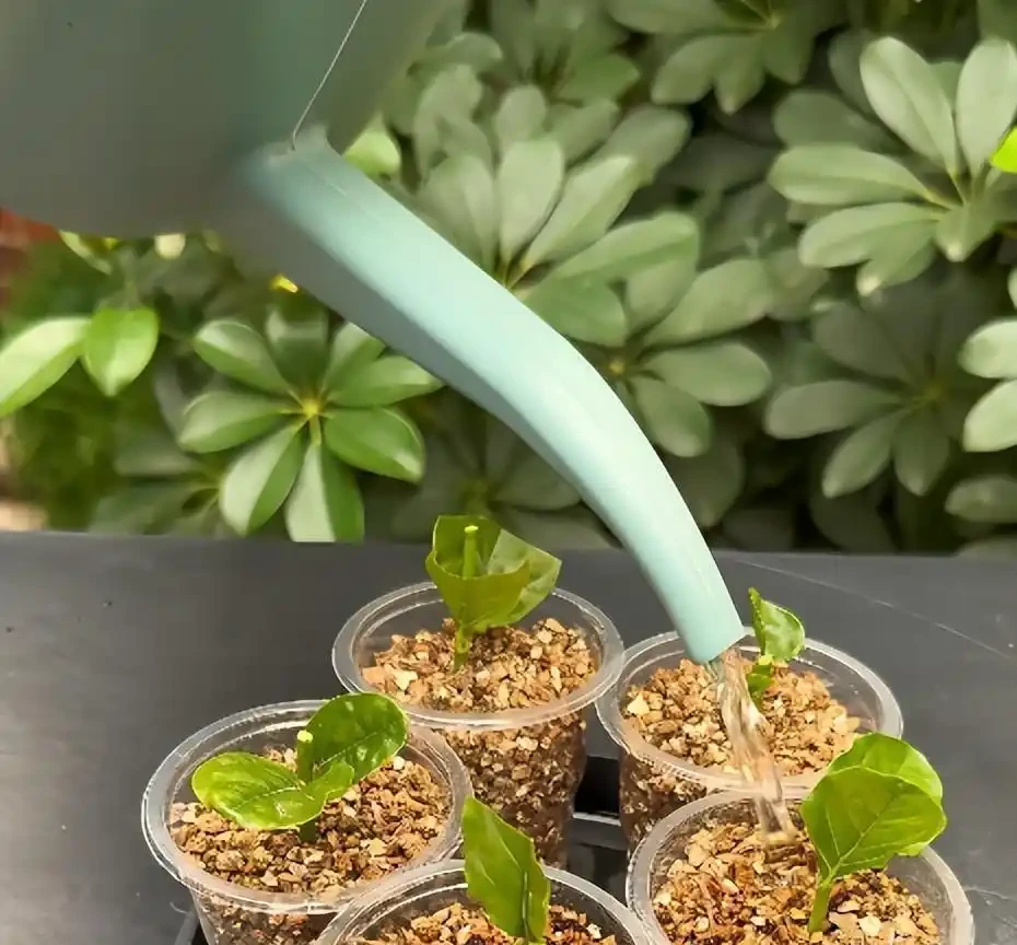插枝總黑杆不長根？老農戶私藏妙招！抹點牙膏，7天冒白根