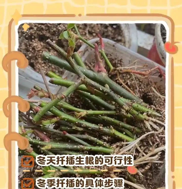 插枝總黑杆不長根？老農戶私藏妙招！抹點牙膏，7天冒白根